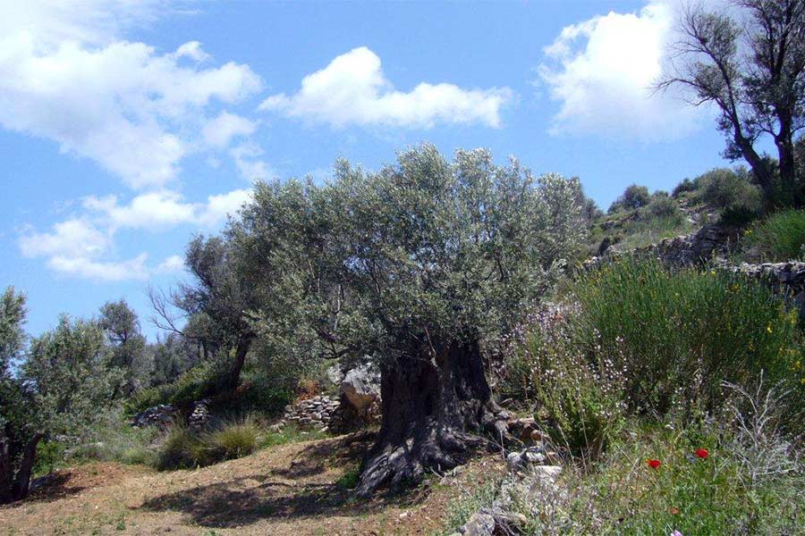 WORKSHOPS - Schilder- en teken cursussen op Paros, Griekenland. Een KUNST eiland.